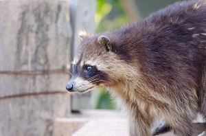 araiguma